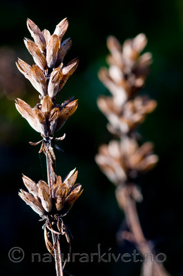 BB 11 0285 / Dracocephalum ruyschiana / Dragehode